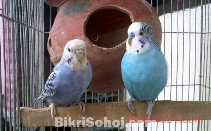 ৬ জোড়া বাজরিগর পাখি বিক্রয়